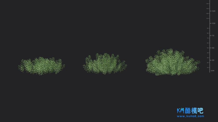 MT_PM_V85_Artemisia_abrotanum_01_04------06.jpg