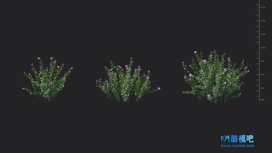 MT_PM_V85_Cistus_incanus_01_04------06.jpg