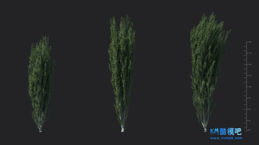 MT_PM_V85_Ilex_crenata_01_01------03.jpg