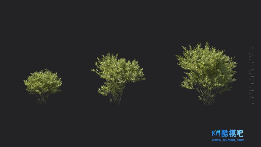 MT_PM_V85_Ligustrum_vulgare_01_01------03.jpg