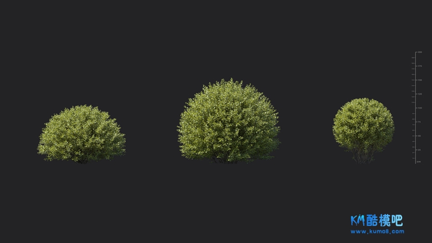 MT_PM_V85_Ligustrum_vulgare_01_04------06.jpg