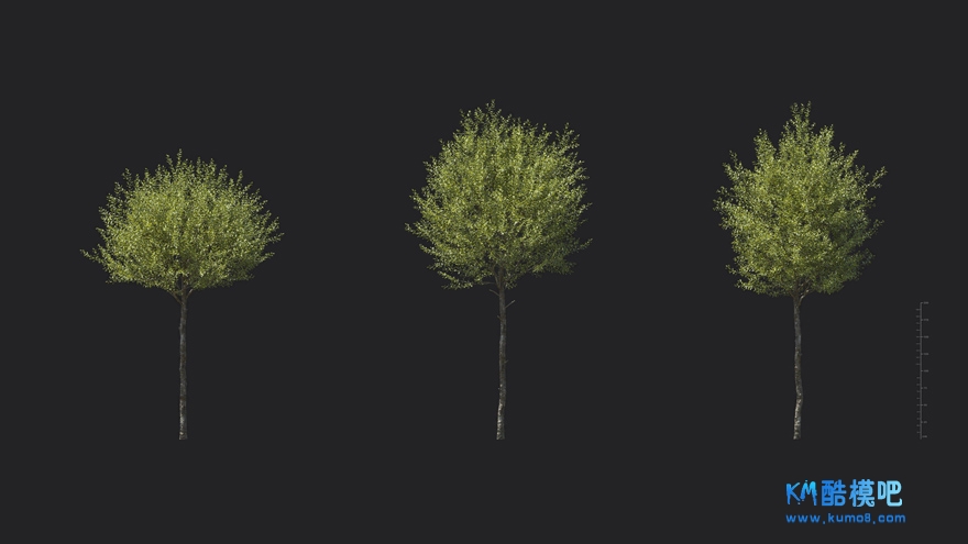 MT_PM_V85_Ligustrum_vulgare_02_01------03.jpg