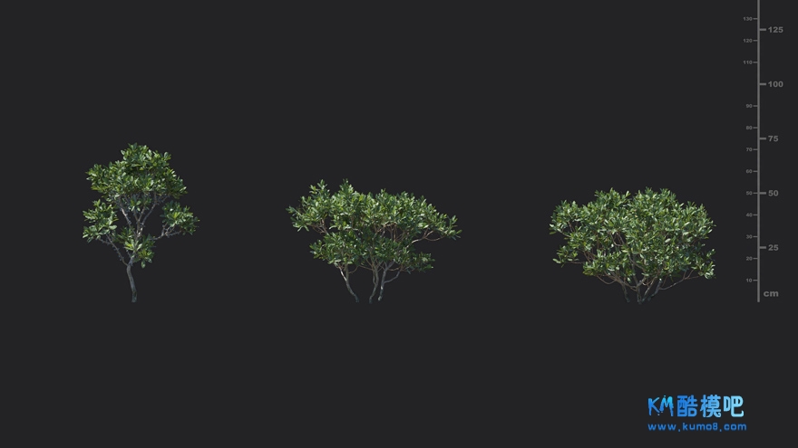 MT_PM_V85_Myrica_pensylvanica_01_01------03.jpg