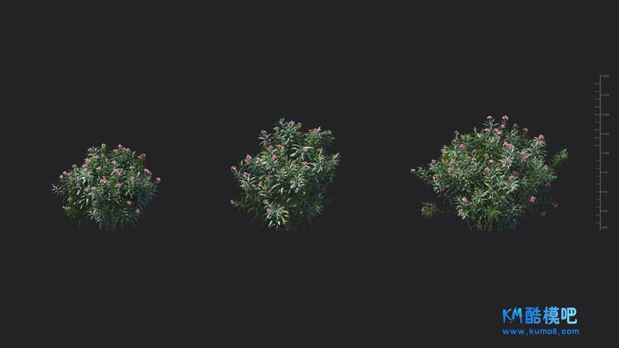 MT_PM_V85_Nerium_oleander_01_01------03.jpg