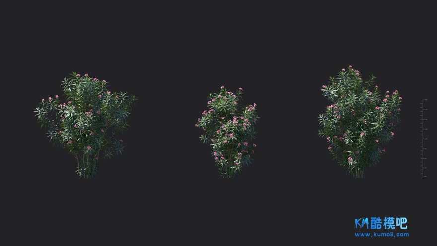 MT_PM_V85_Nerium_oleander_02_01------03.jpg