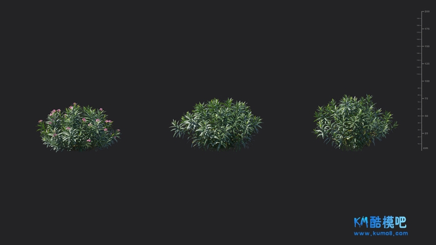 MT_PM_V85_Nerium_oleander_01_04------06.jpg