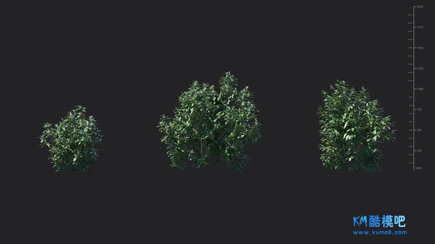 MT_PM_V85_Prunus_laurocerasus_01_01------03.jpg