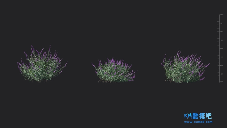 MT_PM_V85_Salvia_leucantha_01_04------06.jpg