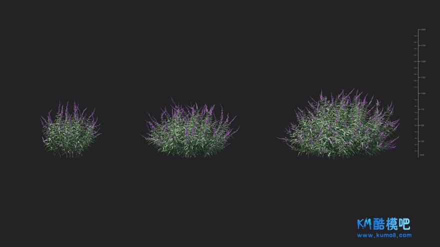 MT_PM_V85_Salvia_leucantha_01_01------03.jpg
