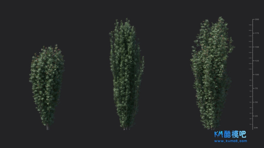 MT_PM_V85_Taxus_baccata_01_01------03.jpg