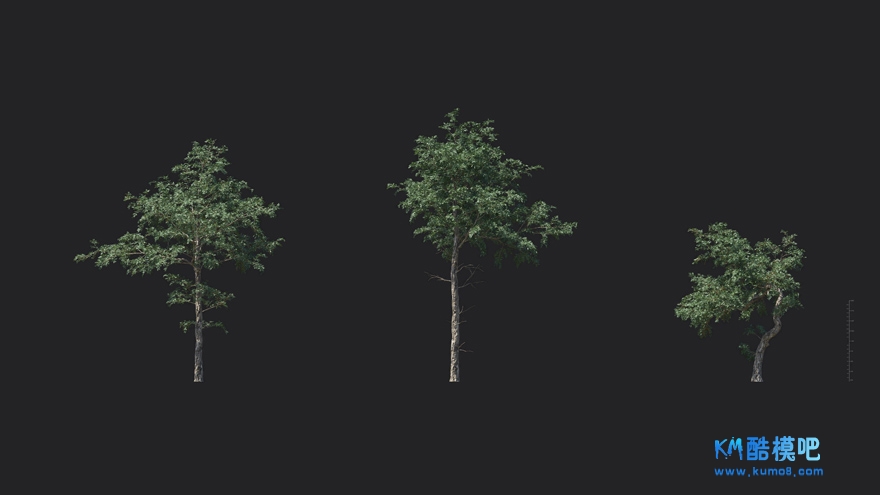 MT_PM_V85_Taxus_baccata_02_01------03.jpg