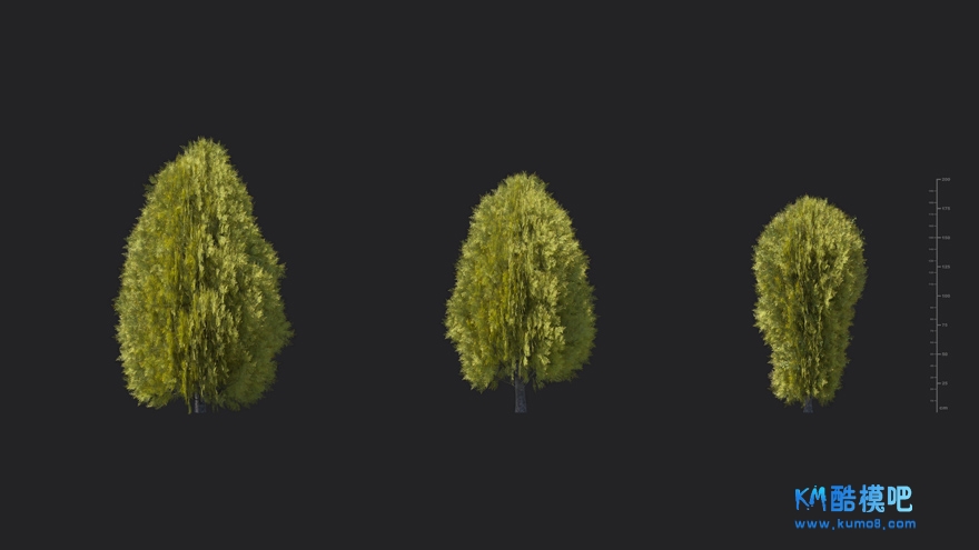 MT_PM_V85_Thuja_sutchuenensis_01_01------03.jpg