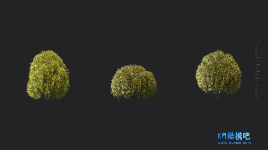 MT_PM_V85_Thuja_sutchuenensis_01_04------06.jpg