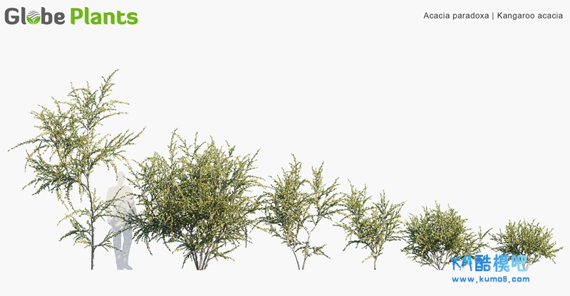 Acacia paradoxa_PRV1.jpg