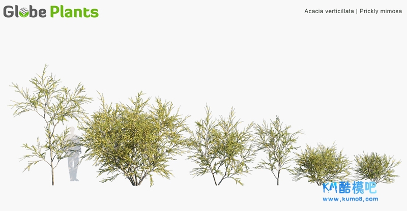 Acacia verticillata_PRV1.jpg