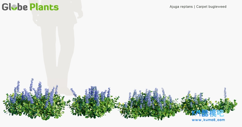 Ajuga-reptans_PRV1.jpg