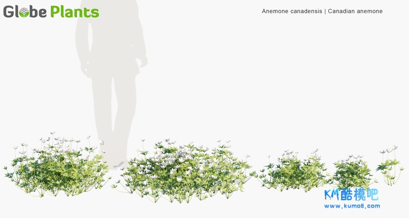 Anemone-canadensis_PRV1.jpg