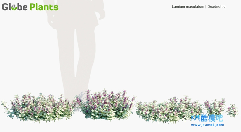 Lamium-maculatum_PRV1.jpg