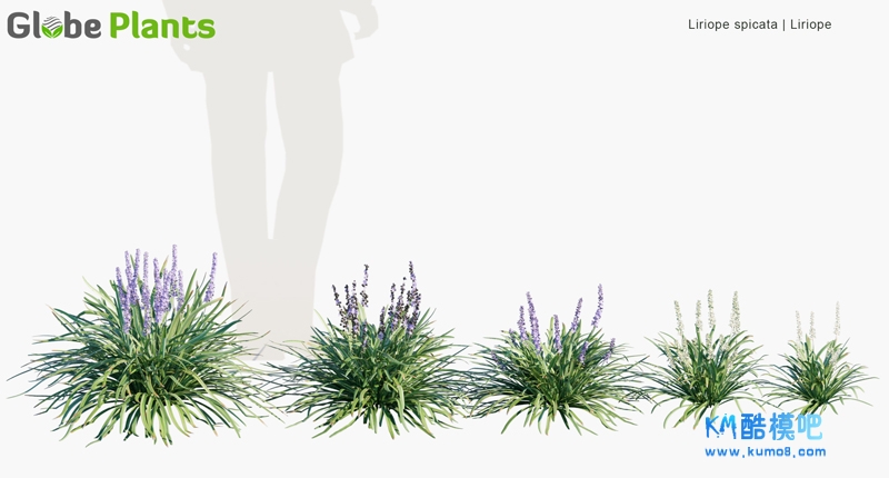 Liriope-spicata_PRV1.jpg