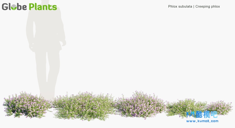 Phlox-subulata_PRV1.jpg