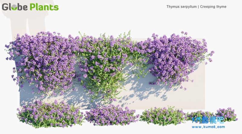 Thymus-serpyllum_PRV1.jpg