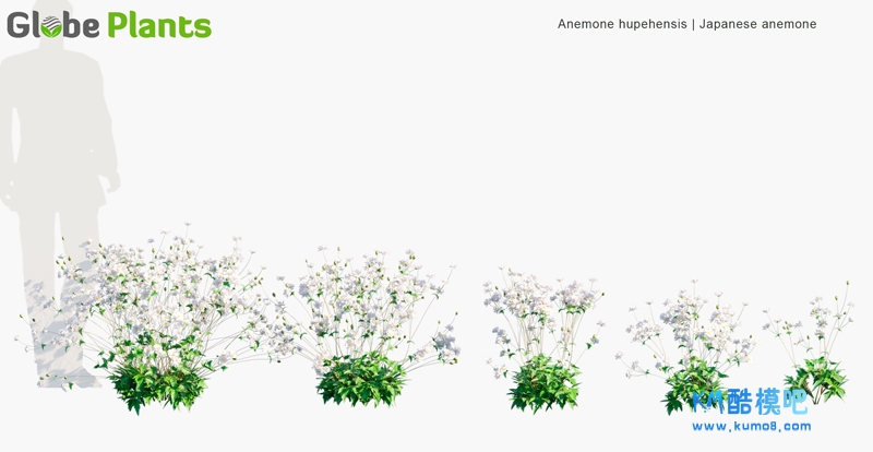 Anemone-hupehensis_PRV1.jpg